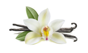 shutterstock 692997802 FloraQueen EN The Vanilla Flower: They Require Investment but It's Worth It
