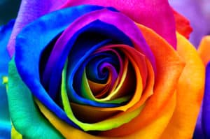 shutterstock 769096285 FloraQueen How Florists Tie Dye Roses and the Reasons for Doing So