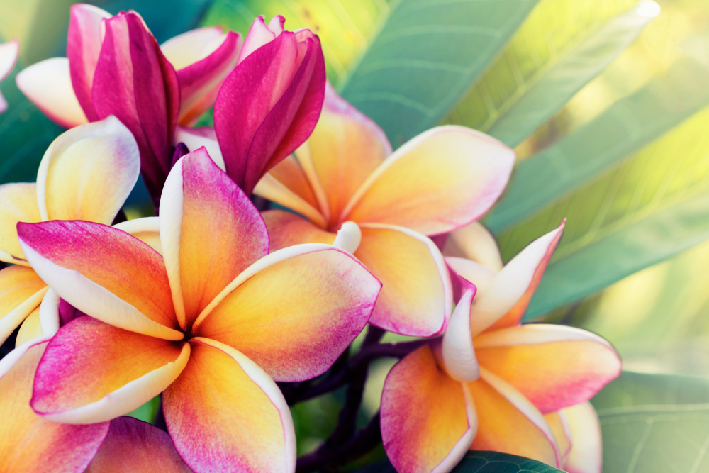 shutterstock 791303800 FloraQueen EN Getting to Know the Frangipani Flower