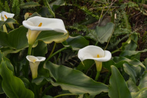 shutterstock 1532793827 FloraQueen When Do Calla Lilies Bloom and How to Transform Your Garden into A Fascinating Space?