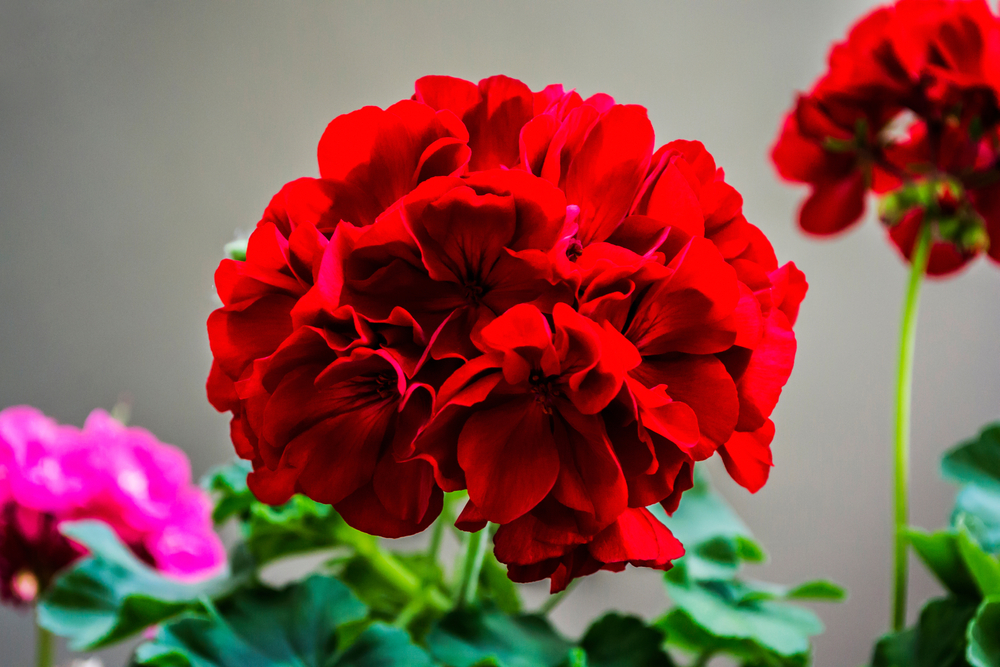 shutterstock 1684460809 FloraQueen EN Beautiful, Bold Red Annual Flowers for Your Summer Garden