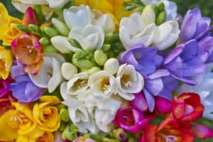shutterstock 241387345 FloraQueen The Freesia Flower Is Highly Decorative with a Charming Perfume, a Perfect Reason to Bring It at Home