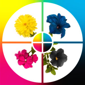 shutterstock 31611091 FloraQueen Flower Identification Guide by Color - Selecting Flowers Made Easy!