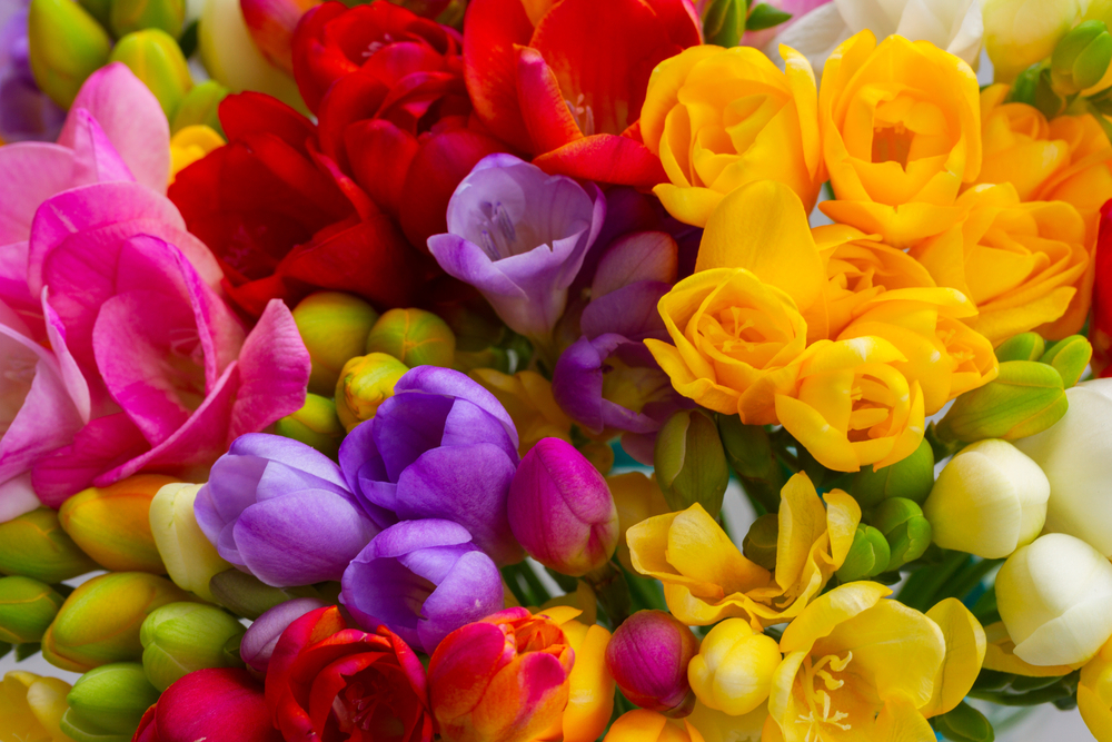 Discover One Of The Most Used Flowers In Perfume: The Freesia
