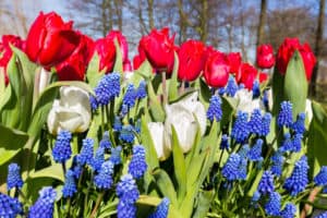 shutterstock 406802572 FloraQueen Everything You Should Know About Red, White, and Blue Flowers
