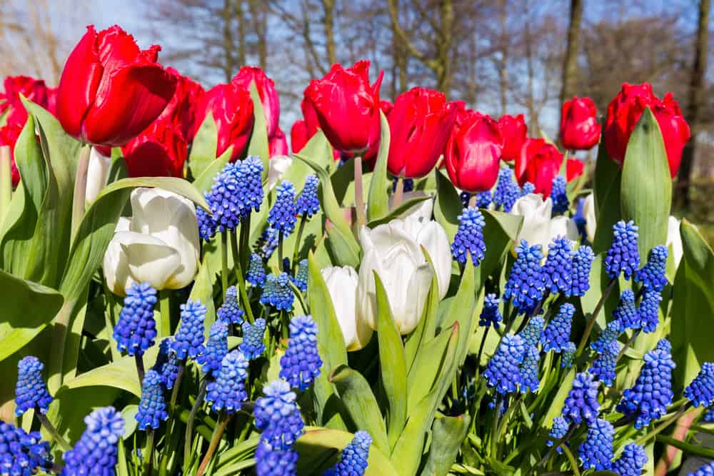 shutterstock 406802572 FloraQueen EN Everything You Should Know About Red, White, and Blue Flowers
