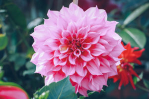 shutterstock 541107757 FloraQueen Four Popular Flowering Plants to Brighten Up Your Day