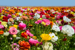 shutterstock 618316868 FloraQueen Have You Ever Seen True Beauty? It May be the Ranunculus Flower