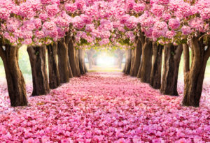 shutterstock 663450001 FloraQueen EN Pink Flowers on Trees: Exploring the Beauty of Nature
