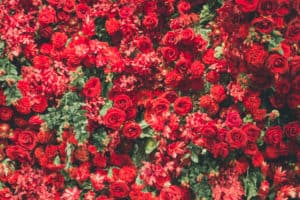 shutterstock 764405386 FloraQueen EN Types of Red Flowers, Their Meanings, And Which One Suits You Best