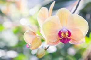 shutterstock 789693961 FloraQueen Orchid Symbolism Is Hiding a Wonderful Meaning