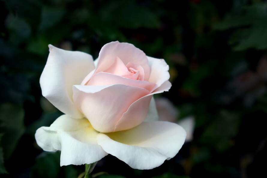 cX sznQ6iUjq scaled 1 FloraQueen EN Flowers: Spontaneity and Romance