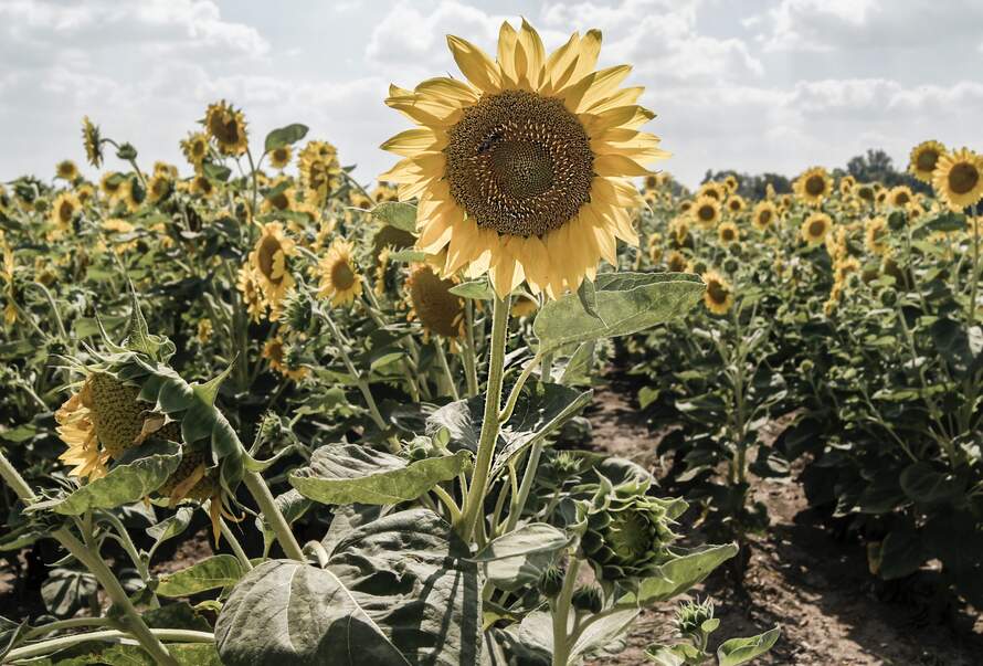 dheXIKPpVOjq scaled 1 FloraQueen EN How To Keep Cut Sunflowers Fresh