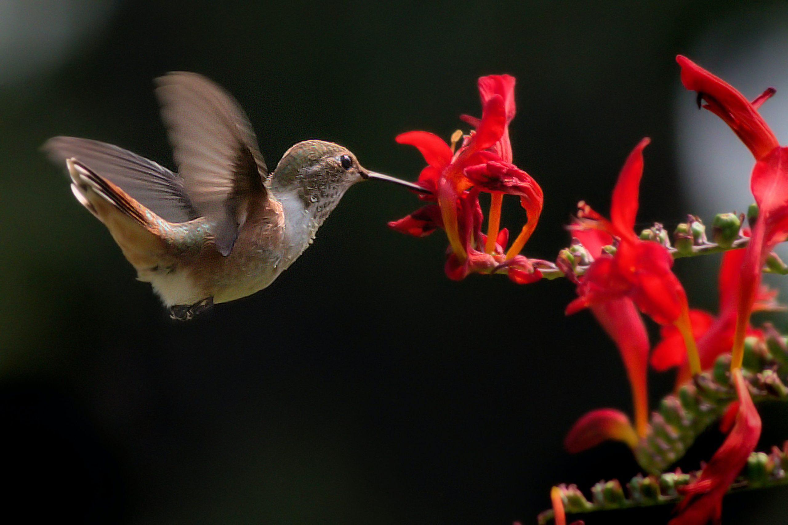 s XKyz4ftVjq scaled 1 FloraQueen What Flowers Do Hummingbirds Like