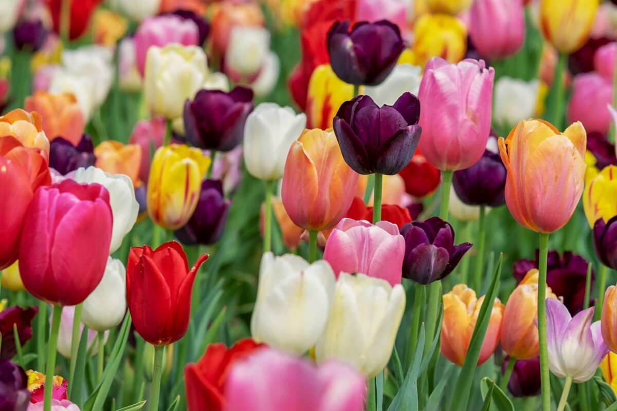 tulips, flowers, garden