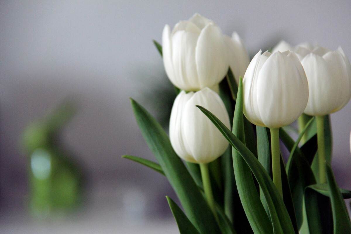 tulips, flower background, flowers