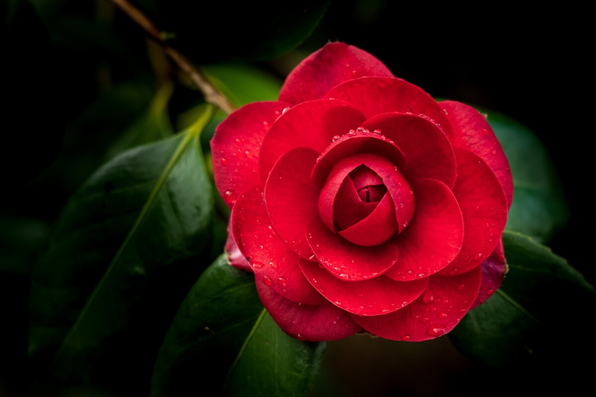 red flower in macro shot