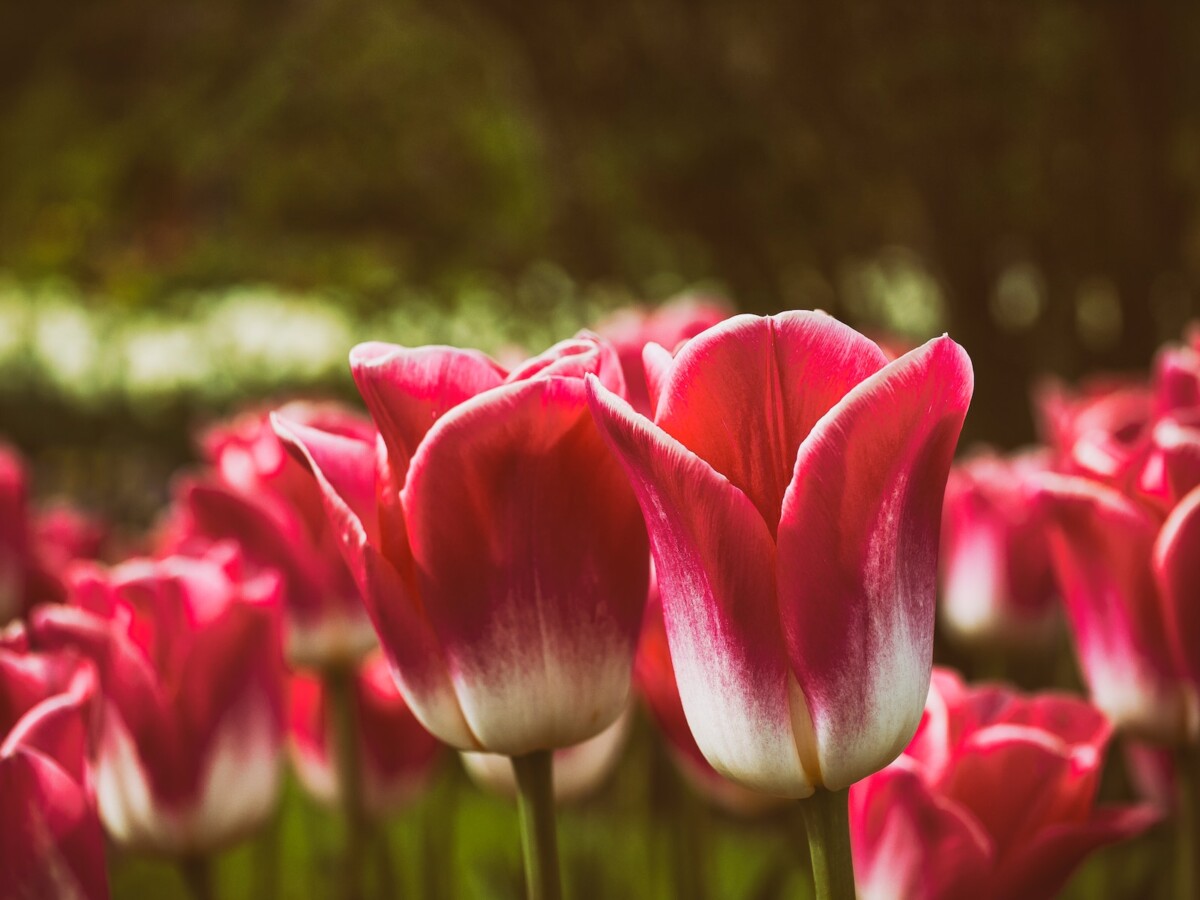 red tulips on macro shot