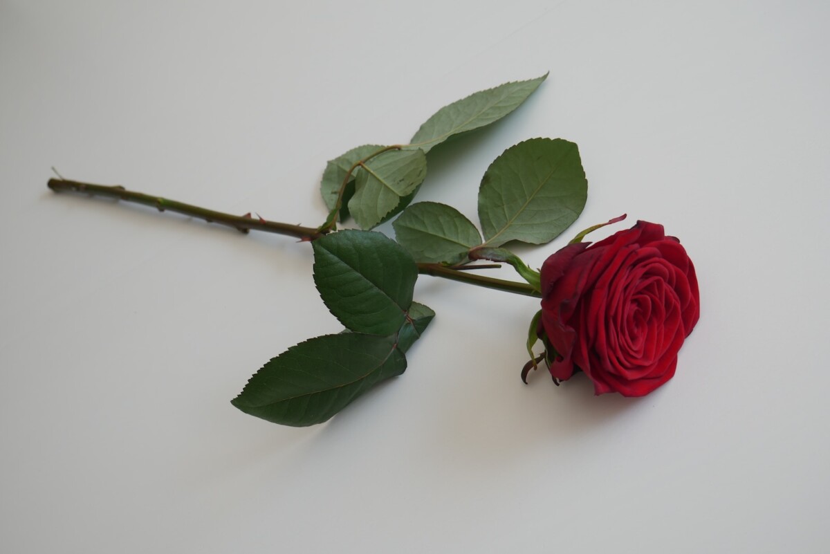 red rose on white surface