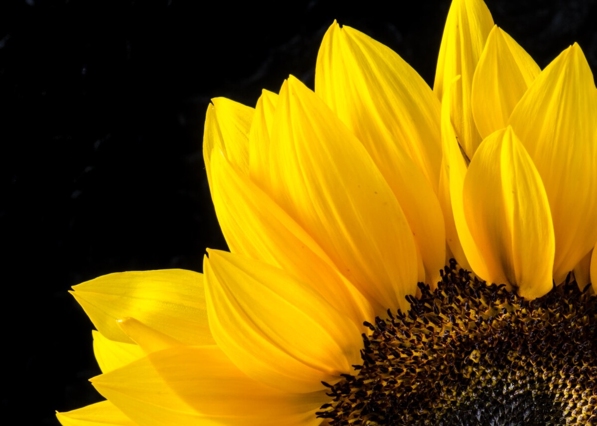 close up photography of sunflower