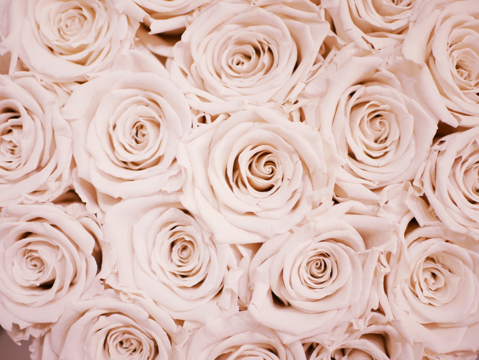 A Guide To The Beautiful Rose Flower » FloraQueen EN