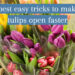 Title card best easy ways to make cut tulips open