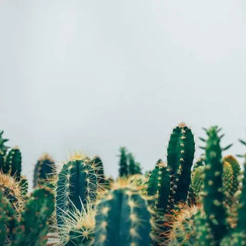 Cactus Classification Chart Identification Types of Cacti Chart - Flora Queen