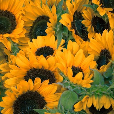 how to keep sunflowers alive - Flora Queen