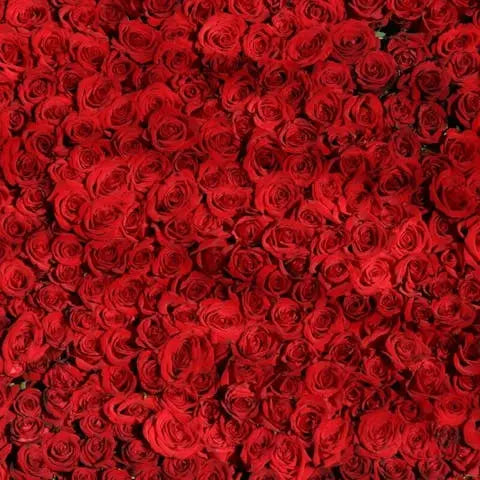 Exploring the Meaning of a 50 Roses Bouquet - Flora Queen