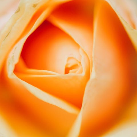 A Comprehensive Guide to Choosing the Perfect Flowers for Your Beloved - Flora Queen