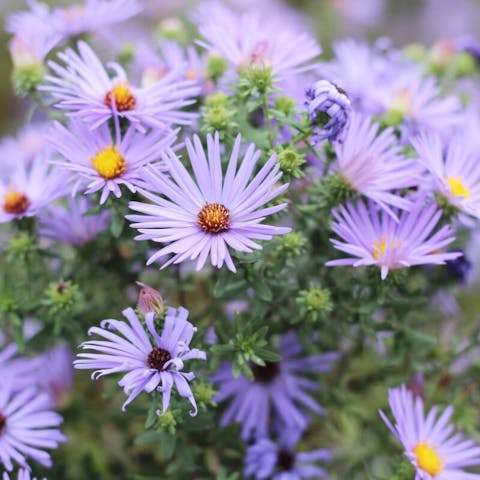 The Art of Surprise: Flowers for Your Wife - Flora Queen