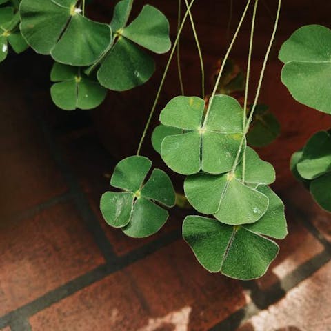 How Common Are Four Leaf Clovers - Flora Queen