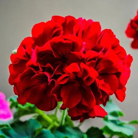 Beautiful, Bold Red Annual Flowers for Your Summer Garden - Flora ...