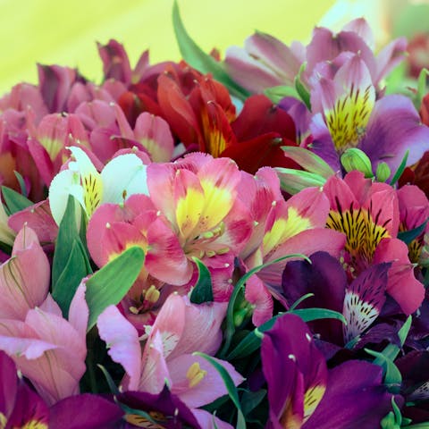 Discover the Meaning and Symbolism of the Alstroemeria Flower - Flora Queen