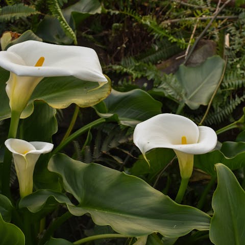 When Do Calla Lilies Bloom and How to Transform Your Garden into A Fascinating Space? - Flora Queen