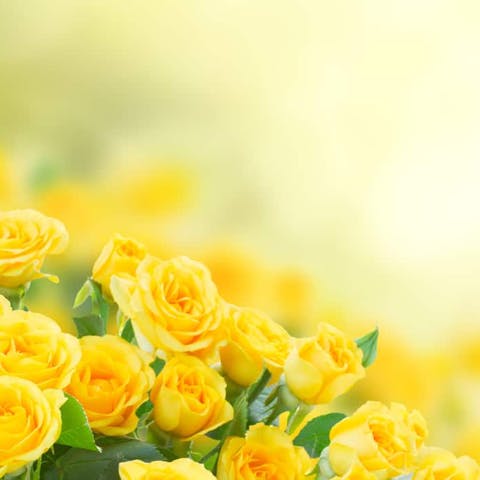 The Attractive Yellow Rose Flower - Flora Queen