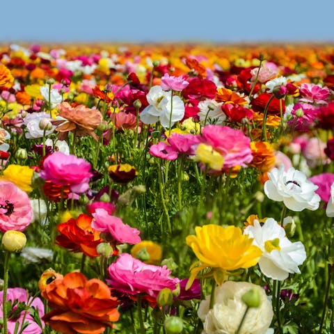 Have You Ever Seen True Beauty? It May be the Ranunculus Flower - Flora Queen