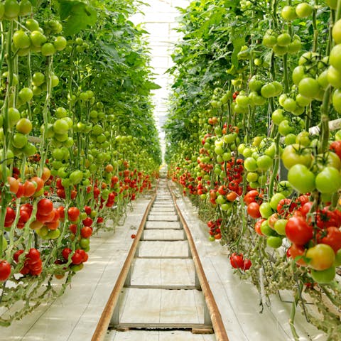 How Does a Greenhouse Work? - Flora Queen