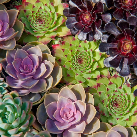 Get Some Beautiful and Colorful Succulents to Embellish Your Balcony - Flora Queen