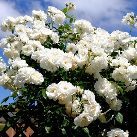 White Rose Meaning: Learning What this Gorgeous Flower Means - Flora Queen