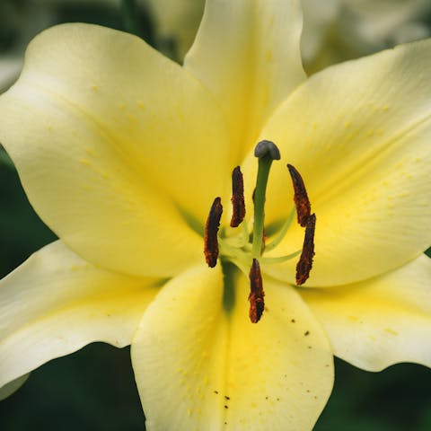 Learn about Easter Lily Care and Make You Garden Beautiful - Flora Queen