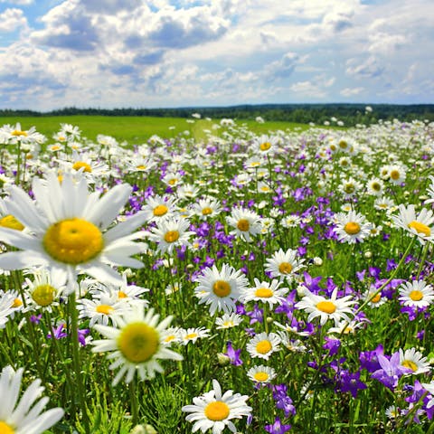 Summer Flowers – The Most Beautiful Addition To Any Garden - Flora Queen