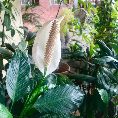 Peace Lily Care – The Tropical Beauty - Flora Queen