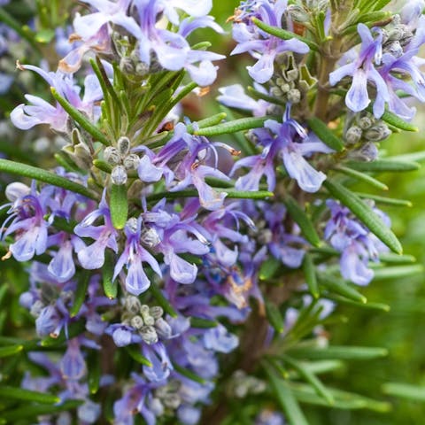 Rosemary Flower: Botany, Medicine, and Gastronomy Champion - Flora Queen
