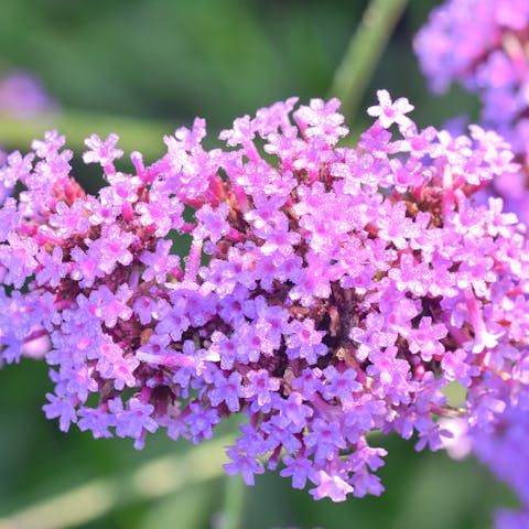 The Verbena Flower Is a Beautiful Perennial Plant That Blooms in Pots and Summer Planters - Flora Queen