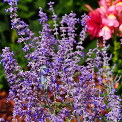 Russian Flowers Represent Power, Success and a Strong Character ...
