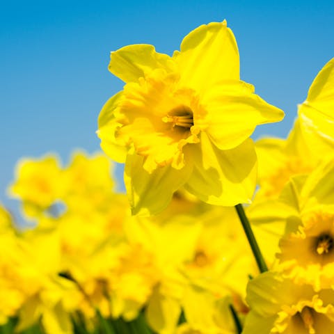 Daffodils: All You Want to Know About this Popular Flower - Flora Queen