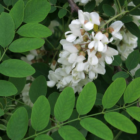 Acacia Flower – The Australian Treasure - Flora Queen