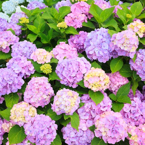 How to Send Flowers to a Hospital - Flora Queen