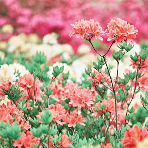 Enjoy the Beautiful Rhododendron Flower in Your Home’s Garden - Flora Queen